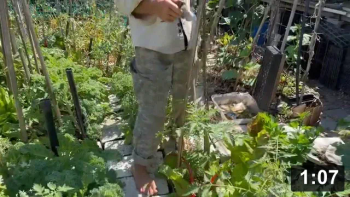 I heard you can tell alot about a gardener by how they stake their tomatos….

Planting
[/the-ferment-farm/posts/categories/planting]
Guides
[/the-ferment-farm/posts/categories/guides]