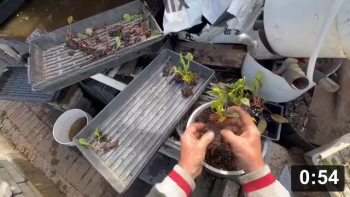 Early Chard babies.

Planting
[/the-ferment-farm/posts/categories/planting]