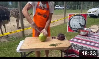 Vlog 25: Krauting with Ostriches at Farm Aid weekend. IONF (Institute of Natural
Fermentation) business, proudly supported by Moonstone Ferments product line.

Notes:

 * Karen (ostrich provider) OKed my veggie scrap offerings to the ostriches
 * 1 tbsp salt per 2 lbs veggies (about 2%)
 * After adding salt, mix, then wait. The membranes in the veggies bleed out
   without needing to be pounded
 * Removing brine whilst jar stuffing. Much easier for packing down a wet
   sponge, without it being submerged!
 * Cheesecloth holds the substrate together so weights keep it down. And
   “floaties” do not form which may provide “islands” for fungeses to form on
   the brine. Using a small jar pressed down in the Fido works as well.
 * Fido stuffing with marbles & quartz crystals. After extensive scrubbing &
   high pressure water cleaning, all weights, airlocks, and interiors of
   fermentation vessels have a layer of salt applied to let dry. This seals the
   micropores found on all surfaces, making dry storage smrter. Evidence of
   microbial memories have been found in old crocks. I would rather have those,
   than residues of potentially toxic anti microbial soaps. The old crocks are
   magical containers where Universes of enzyme life came into being.
 * Fidos are self burping. All the CO2 fart and pushed out bring can escape,
   without O2 & outside air entering back in. Crocks and jars should always have
   1/5 to 1/4 “headspace” to allow brine to get forced up into. And your basic
   wine airlocks work perfectly. All these jars will be slowly gushing for up to
   a week, so put them in a tray/pan/dish.
 * Click here to see actual working Wizards Magic Wand
   [https://www.instagram.com/p/Bnj-QIalZoc/?igsh=NTc4MTIwNjQ2YQ==]. It shows
   the CO2 being released from deep in the finished ferment, so brine can
   penetrate for making jar stuffing easier. This is the ONLY video of a working
   magic wand.

SBO Mix Ingredients:

 * SBOs (Soil Based Organisms): turmeric, beet, carrot, celery (4 different
   kinds), onion, dill
 * Cucumbers

The ferment consists of 1/3 SBO mix, 2/3 cabbage

--------------------------------------------------------------------------------

The typical airlock shows activity that will gradually slow down. The last clip
is day 5. The most farting has occurred through this “Whoop It Up” phase, as i
like to call it. This is where most of the readily available oxygen and sugars
get eaten by the big partying lactic acid bacterias. The pH drops (less
number=more acid) low enough to be considered “safe” by Health Authorities
within the first 2-3 days (4.3pH i believe. My kraut dropped to 3.8pH in less
than 3 days).

Pathogens dont like acid, and they love oxygen. So this natural acidification
(fermentation) made food safe, and preserved it since we crawled outa caves.

By 2 months, the fermented veggies basically stop farting. They are as acidic as
they can get.

IONF
[/the-ferment-farm/posts/categories/ionf]
Guides
[/the-ferment-farm/posts/categories/guides]
Fermenting
[/the-ferment-farm/posts/categories/fermenting]