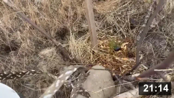 Tree planting Vlog. 1. It aint a tomato plant!

Notes:

 * Tree spotting: Looking underground where the old trees got their water from.
 * Get good soil for the baby to grow in. Clay mixed with unburned live
   soil/organic matter from under big old pine.
 * Mark the tree so it would be less likely to be stepped on. Putting mulch on
   the top to slow evaporation, control other weeds, and feed the soil.
 * Two months later update: The Ponderosas lived, the Firs did not. Shoulda come
   watering earlier. Will come back with more ponderosas. I know a guy. He has
   lots! And will gift to whomever wants to plant a tree.

Guides
[/the-ferment-farm/posts/categories/guides]
Planting
[/the-ferment-farm/posts/categories/planting]