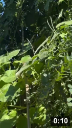 Yes i will touch you with a 20 foot pole. Sex with a Sicilian Serpent Zucchini
can get kinky!

Planting
[/the-ferment-farm/posts/categories/planting]