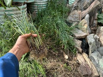 What to do with a 4 yr old garlic lawn.

Harvesting
[/the-ferment-farm/posts/categories/harvesting]
Planting
[/the-ferment-farm/posts/categories/planting]