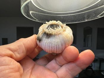Cheap garlic works! With evidence that cheap Chinese garlic with the roots cut
off, will in fact try to grow!

Includes 2025 update!

Guides
[/the-ferment-farm/posts/categories/guides]
Planting
[/the-ferment-farm/posts/categories/planting]