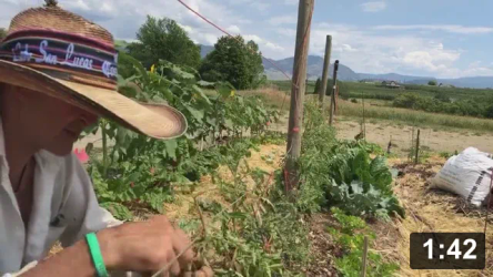 Drilling for saucy tomatos.

Guides
[/the-ferment-farm/posts/categories/guides]
Mulch Gardening
[/the-ferment-farm/posts/categories/mulch-gardening]