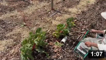 And second year planting the chard perimeter. Bonus fresh salad!

Mulch Gardening
[/the-ferment-farm/posts/categories/mulch-gardening]
Planting
[/the-ferment-farm/posts/categories/planting]