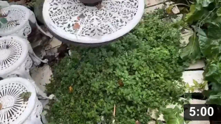 Home garden winter prep tips n tricks vlog.

ChopNdrop toms n cukes, then cover with leaves. Don’t harvest everything, save
some to harvest seeds from.

Seed Collecting & Starting
[/the-ferment-farm/posts/categories/seed-collecting-and-starting]
Guides
[/the-ferment-farm/posts/categories/guides]