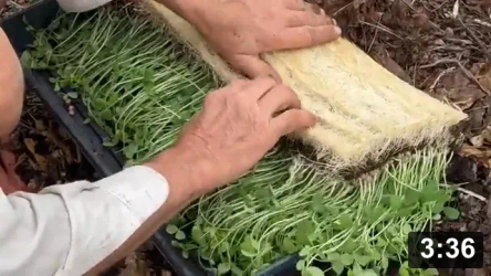 Vlog 22 catchup to June 24. Storing away excess worm food for later. Purple
potato planting and pea planting.

Got some early purple potatoes! Right outa the crib!

Planting
[/the-ferment-farm/posts/categories/planting]