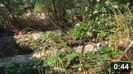 On planning cuke arbours, garlic n strawberry companions in mulch garden.

Planting
[/the-ferment-farm/posts/categories/planting]