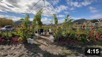 Ferment Farm mid Oct Abundance.

Mulch Gardening
[/the-ferment-farm/posts/categories/mulch-gardening]