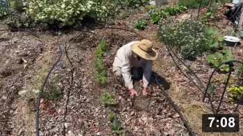 Ferment Farm visit No.15: Carrot bed Hydro Seed Piping.

Lesson learned: Plant seeds WAY earlier. Plan for potentially two replantings.
Think about copper slug repeller, or get a few frogs.

Guides
[/the-ferment-farm/posts/categories/guides]
Planting
[/the-ferment-farm/posts/categories/planting]