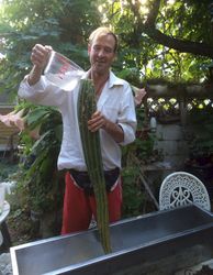 The embalment of Big Larry begins! A strong brine solution with a few old tea
bags (tannins prevent mushy) is poured into him. and he is covered up until the
new fermentation vessel is ready tomorrow. He will then complete his journey
into adequate housing for metamorphosis into a pickle.