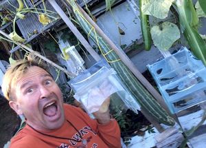 Sept 2. Fermentation vessel gets accidentally knocked down by cuke fan whilst
getting pic. Stores closed.