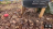Thumbnail 97