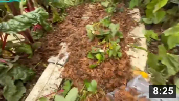 Home garden winterizing vlog 2: garlic planting w strawbs

Irrigation trick: Having flexible lines lets you adjust them to keep everything
watered. Can also put them on risers for extra reach

Feat. special variety of extra tall strawberry that’s extra tall to fit more
leaves underneath. Can re-use drink cups to help stop smothering

Mulch Gardening
[/the-ferment-farm/posts/categories/mulch-gardening]
Irrigation
[/the-ferment-farm/posts/categories/irrigation]
Planting
[/the-ferment-farm/posts/categories/planting]
Guides
[/the-ferment-farm/posts/categories/guides]