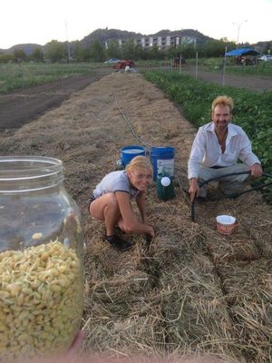 We planted a section JUST for making miso from organic soy. Its our versionb of
“square foot” planting. we pout seedlings inbetween the sheafs of old straw. No
weeding necessary again!