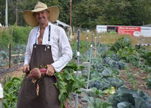 harvesting beets