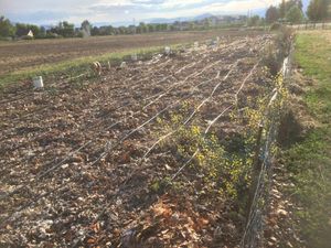 another shot of irrigation possibilities