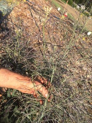 Seed Saving… Cabbage plants moved from old patch were allowed to fulfill their
lifes journey to propigate their DNA into the future.