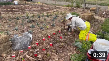 Ferment Farm visit Number 9: Perimiter chard, Lady bug, n bird flew (eggs gone).

Guides
[/the-ferment-farm/posts/categories/guides]
Planting
[/the-ferment-farm/posts/categories/planting]