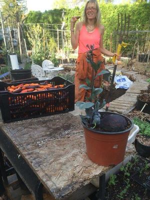 Ten wanted to get in the pic of the cabbage sprouting flowers. She still had to
finish picking all the carrots from last year. Deep mulch saves them all winter
for harvesting.