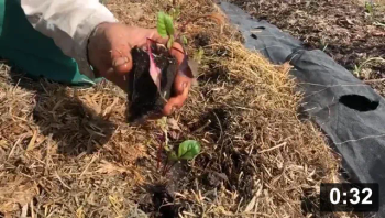 Just like Weiner in buns!

Planting
[/the-ferment-farm/posts/categories/planting]