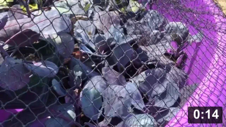 Life of a farmer… bug control

Mulch Gardening
[/the-ferment-farm/posts/categories/mulch-gardening]