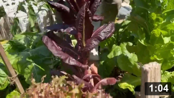 DNA into the future! Seed saving.

Seed Collecting & Starting
[/the-ferment-farm/posts/categories/seed-collecting-and-starting]
