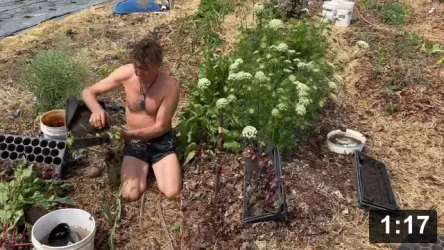 Ferment Farm: Deep Mulch beet planting tricks. Healthiest soil = healthiest
veggies = healthiest ferments = healthiest gut! EAT YOUR KRAUT!

Guides
[/the-ferment-farm/posts/categories/guides]
Harvesting
[/the-ferment-farm/posts/categories/harvesting]
Planting
[/the-ferment-farm/posts/categories/planting]