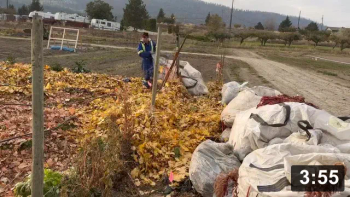 Tomato fence chop n drop n deep mulching

Mulch Gardening
[/the-ferment-farm/posts/categories/mulch-gardening]