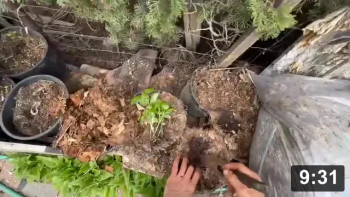 Vlog.8: Happy Earth Day from the Soil Lab!

Here we are planting cucumbers, basil (pre-grown, needs separation), perpetual
spinach (transplanting), and kale.

Notes:

 * Cukes off plate go into soaked supersoil. Plates consist of tracing paper
   sandwiched between paper towels, sandwiched between two plates in a bag. A
   great, clean way to start seeds indoors.
 * “Fluffing”… Making a water permeable top dressing, w no other potential
   “weed” seeds. Something first baby wings can poke through to gain Ra (sun).
   Only 16 seeds from bag of English Long Telegraph seeds. At least it was 100%
   germination rate. Stupid me, again, for not seed saving. Problem being, is
   much cross pollination happens when growing cukes w melons n squashes.
 * Tags are made using old window blinds
 * The tomatillo and eggplant seeds were 10+ (or even 30+) years old and were
   duds
 * 2 gal pots work great for basil. Top dressing with chopped leafs for moisture
   retention, weed control, and feeding the soil microbes.
 * Got a total of 32 basil plants from a single pre-grown pot

Guides
[/the-ferment-farm/posts/categories/guides]
Planting
[/the-ferment-farm/posts/categories/planting]