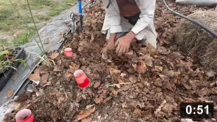 I deep mulch. No weeding. 70% less water loss from evaporation. Soil becomes
breeding ground for Good bugs.