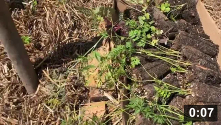 Impossible carrots…

Planting
[/the-ferment-farm/posts/categories/planting]