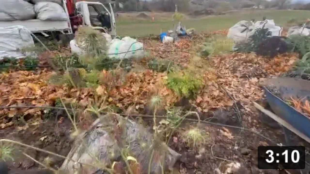 Carrot bed harvesting, seed saving, and re mulching

Mulch Gardening
[/the-ferment-farm/posts/categories/mulch-gardening]
Harvesting
[/the-ferment-farm/posts/categories/harvesting]
Guides
[/the-ferment-farm/posts/categories/guides]
Seed Collecting & Starting
[/the-ferment-farm/posts/categories/seed-collecting-and-starting]