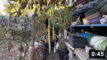 Time to come off the vine. Joe Valrosa will have to beat this one!

Harvesting
[/the-ferment-farm/posts/categories/harvesting]