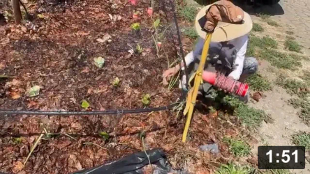 Vlog 17 Just a quickie from the Ferment Farm. A little showcase and taking the
collars off the bay chard.

Last vlog was May 8! So much done since then. So busy getting babies in,
irrigation rebuilt, AND Farmarket. Vlogging takes too much time right now.
Finish line getting close…. Lotsa vids for the documentary!

Cute Animals
[/the-ferment-farm/posts/categories/cute-animals]
Mulch Gardening
[/the-ferment-farm/posts/categories/mulch-gardening]