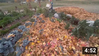 Garlic planting n deep mulching

Mulch Gardening
[/the-ferment-farm/posts/categories/mulch-gardening]
Planting
[/the-ferment-farm/posts/categories/planting]