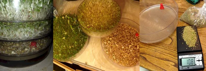 Small sprouts