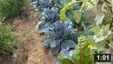 Sunflowers n cabbages

Harvesting
[/the-ferment-farm/posts/categories/harvesting]
