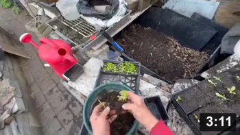 Vlog. 13 Soil Lab: Amaranth f/kitchen garden sprouts, cribs for baby Romains.

Notes:

 * Strait from the kitchen sink where my tower of tiny sprouts put out multi
   generations. Tiniest Amaranth, Super Grain!
 * Reading glasses needed for cribbing these babies!

Planting
[/the-ferment-farm/posts/categories/planting]
