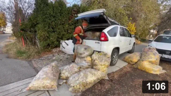 Just gotta love the Aztek!

Cute Animals
[/the-ferment-farm/posts/categories/cute-animals]
Leaf Collecting
[/the-ferment-farm/posts/categories/leaf-collecting]