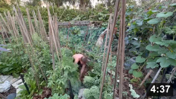Companion gardening with strawberries and garlic. Harvesting then Remulching.

Notes:

 * New garden: 1bag leafs/ 4 sq ft.
 * Mid summer remulching: 1bag/ 16 sq ft.
 * Make sure to keep the leaf bags covered otherwise they will break down from
   the sun.
 * The garlic bulbils keep over winter.
 * 140 garlics outa a dark corner of the garden. Its a WIN!
 * Interesting year… garlic was so much different. I used the biggest cloves,
   and planted at prefect time for a change. Small bulbils, small heads…. The
   Ferment Farm had big ones. Maybe planting at end of winter makes a
   difference…. The test is on!

Harvesting
[/the-ferment-farm/posts/categories/harvesting]
Mulch Gardening
[/the-ferment-farm/posts/categories/mulch-gardening]
Guides
[/the-ferment-farm/posts/categories/guides]
