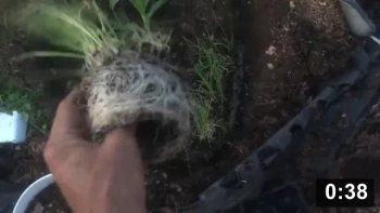 Hearts-on my garden with Porn Corn.

Planting
[/the-ferment-farm/posts/categories/planting]