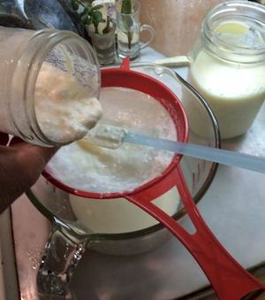 Harvesting the kefir is easy. I shake the strainer as I pour out the two(ish)
day old culture.