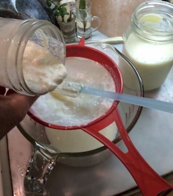 Harvesting the kefir is easy. I shake the strainer as I pour out the two(ish)
day old culture.