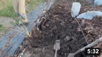 Vlog 19 Catchup to May 30.

Transplanting of beets, super soil development, and planting celery, lettuce n
dill. With new pussycat!

Also a pressure test for irrigation rebuild #3. “Only” 22 lines coming in

Mulch Gardening
[/the-ferment-farm/posts/categories/mulch-gardening]
Cute Animals
[/the-ferment-farm/posts/categories/cute-animals]
Planting
[/the-ferment-farm/posts/categories/planting]
Guides
[/the-ferment-farm/posts/categories/guides]