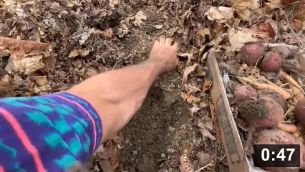 Bury the crowns to protect the roots

Guides
[/the-ferment-farm/posts/categories/guides]
Harvesting
[/the-ferment-farm/posts/categories/harvesting]