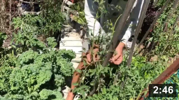 Tomato crutching with tripods.

Mulch Gardening
[/the-ferment-farm/posts/categories/mulch-gardening]
Guides
[/the-ferment-farm/posts/categories/guides]
