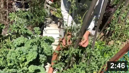 Tomato crutching with tripods.

Mulch Gardening
[/the-ferment-farm/posts/categories/mulch-gardening]
Guides
[/the-ferment-farm/posts/categories/guides]