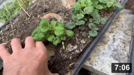 Vlog. 16 Purple Potatoes & soil building.

Notes:

 * Soil is mix of clay from the Ferment Farm & fall leafs. With a trace of Super
   Magic compost soil. Clay has the most mineral diversity. Just a matter of
   getting bacteria into releasing it to plants
 * 3 weeks later and a kazillion baby purple potatoes ready for individual
   cribs, in total at least 40 babies just from a dozen tiny seed potatoes! And
   into the fresh wet cribs waiting in the watering table.
 * Fun fact: those dozen seed potatoes can be re-buried for another crop of
   babies, or eaten!
 * Super big potatoes saved for propagation. Though they seemed to start up
   slower
 * Over 120 babies into cribs total. Big ones went into pots

Guides
[/the-ferment-farm/posts/categories/guides]
Planting
[/the-ferment-farm/posts/categories/planting]
Mulch Gardening
[/the-ferment-farm/posts/categories/mulch-gardening]