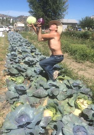 and each and every cabbage is picked in a yoga pose